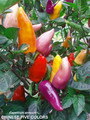 Capsicum Annuum